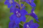 Alabama larkspur